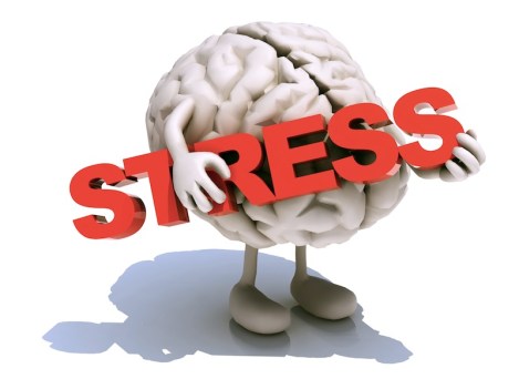 human brain that embraces word stress